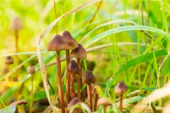 MushroomsStkd2